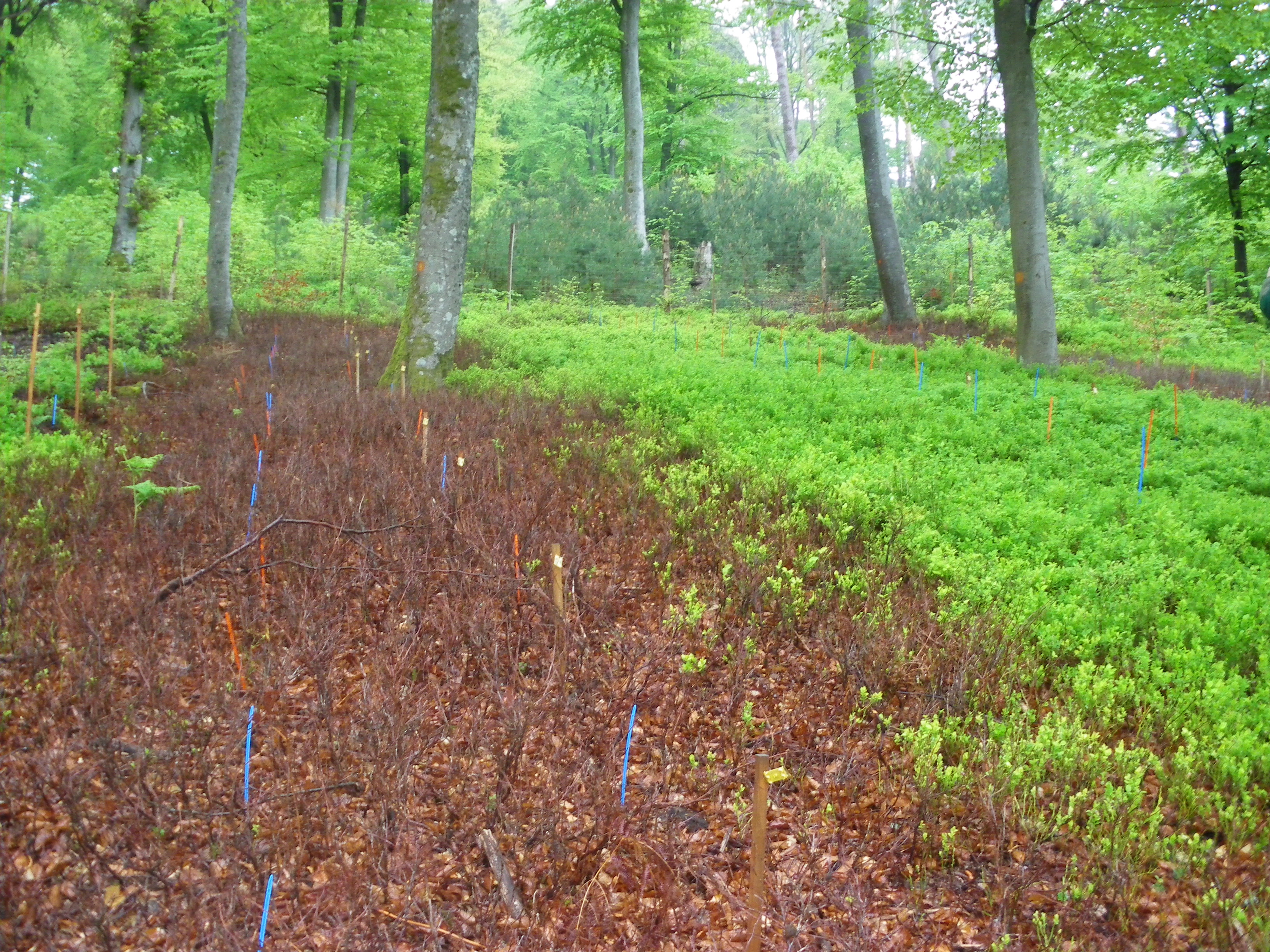 Myrtille à la Petite Pierre : Herbicide après deux ans à gauche, témoin végétation naturelle à droite