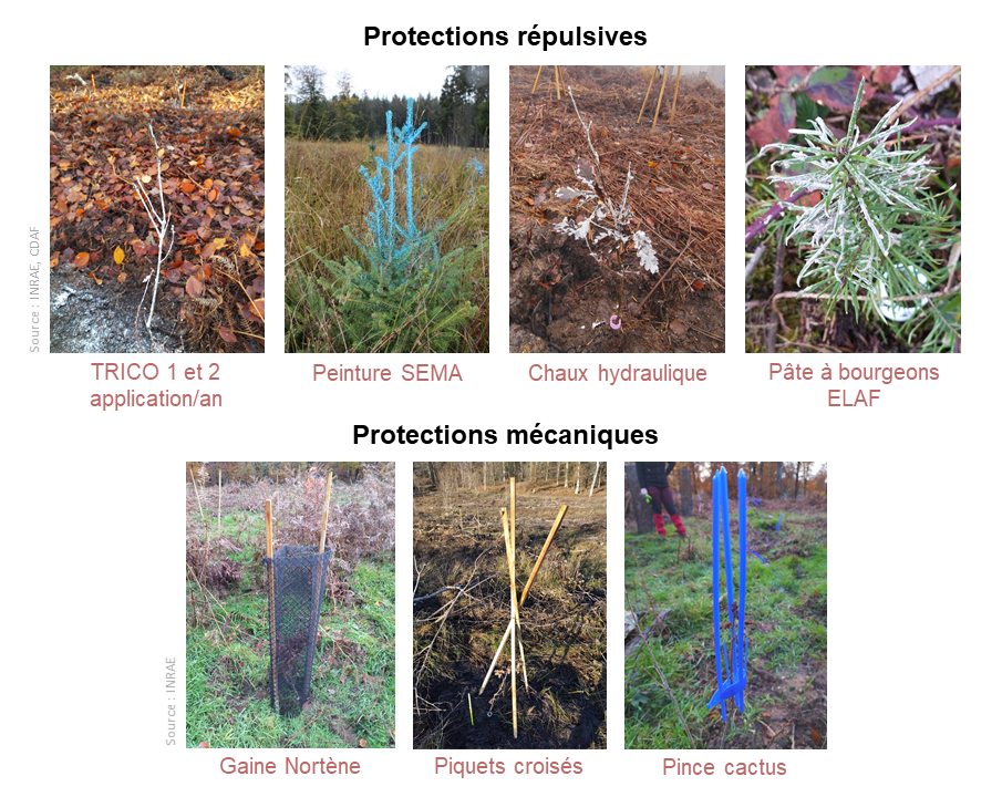 Protections plants PICO