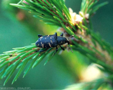 Hylobe adulte Hylobe adulte