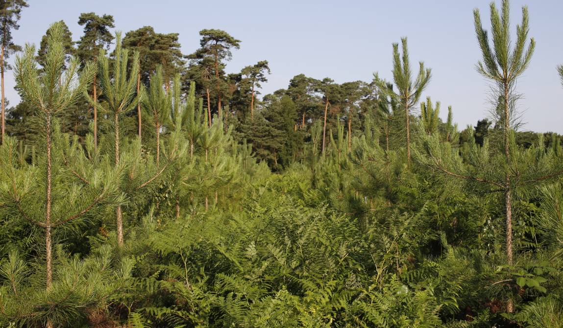 Pins sylvestres (Pinus sylvestris) plantés sur une parcelle envahie par la fougère aigle (Pteridium aquilinum) 2 – Réseau ALTER © INRAE - Guillaume Aubert