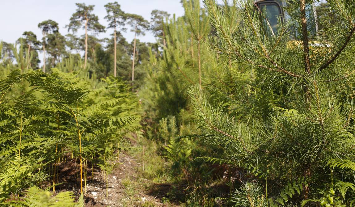 Pins sylvestres (Pinus sylvestris)  plantés sur une parcelle envahie par la fougère aigle (Pteridium aquilinum) – Réseau ALTER © INRAE - Guillaume Aubert