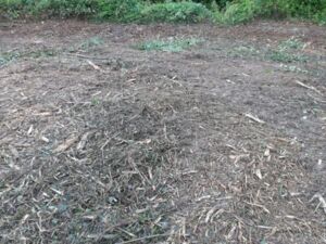 040925_Quentin_Bourreau_FD_Amance_Après_broyage_5.jpg 040925_Quentin_Bourreau_FD_Amance_Après_broyage_5.jpg