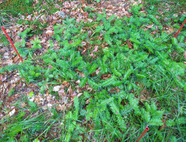regeneration_Sapin_Colroy (2).PNG