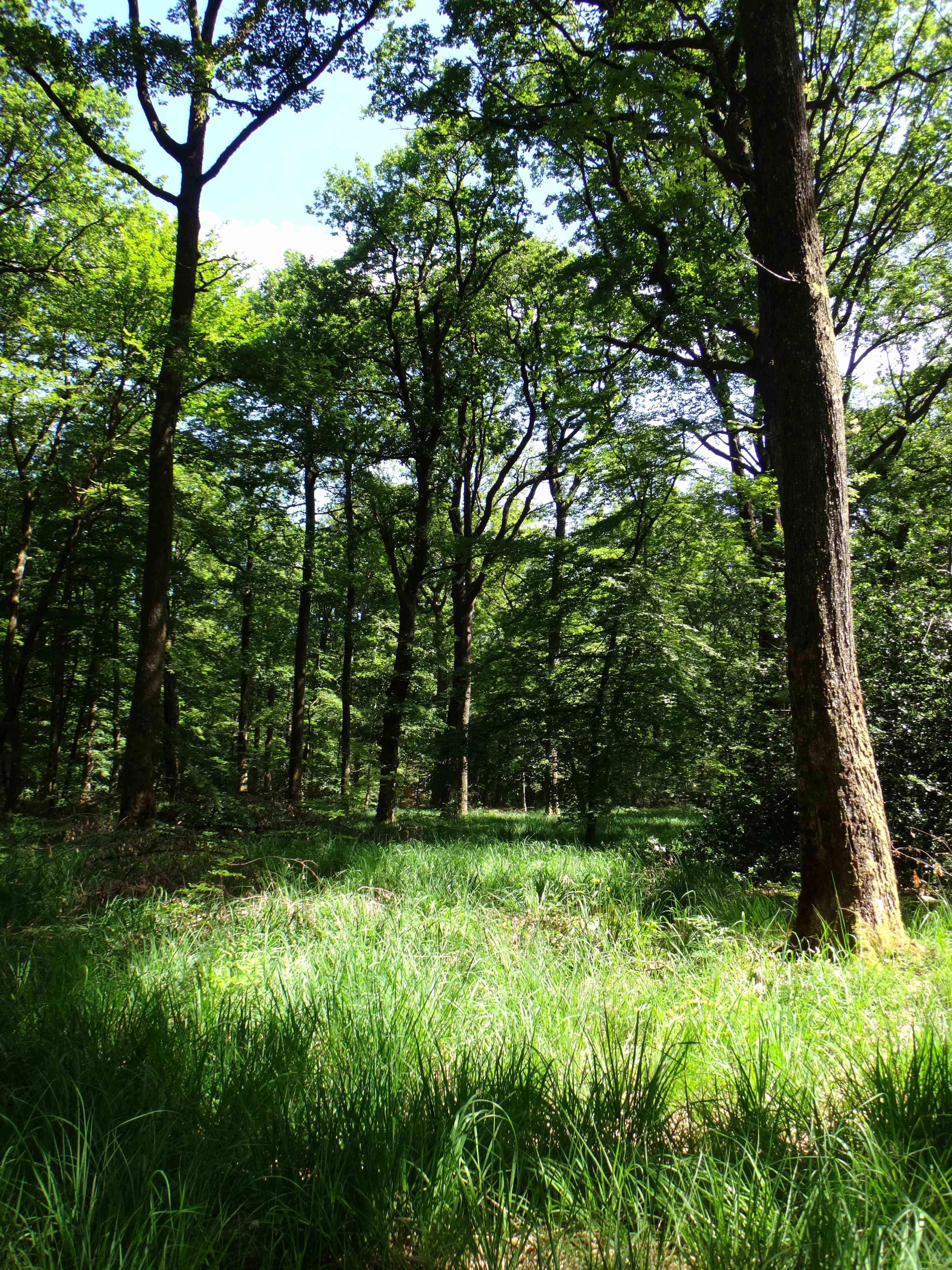 Photo de chênaie hydromorphe